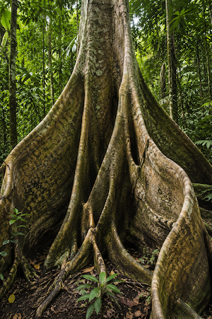 Buttress tree