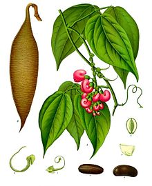 Calabar bean plant