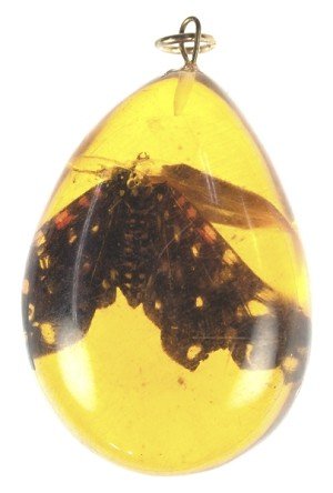 Prehistoric moth in amber