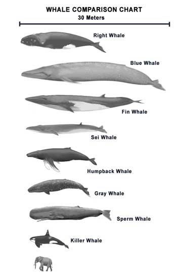 Whale chart
