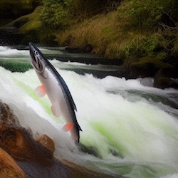 Salmon