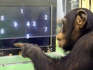 Chimp doing math