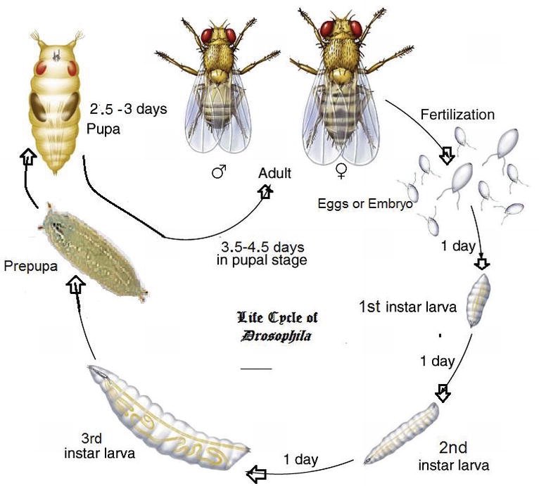 Developmental stages of a blowfly