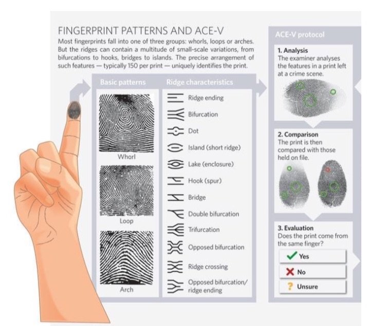 Fingerprint patterns