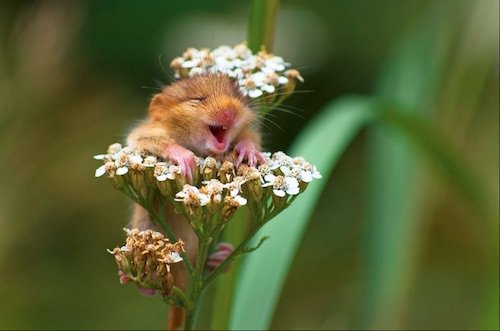 The Laughing Dormouse
